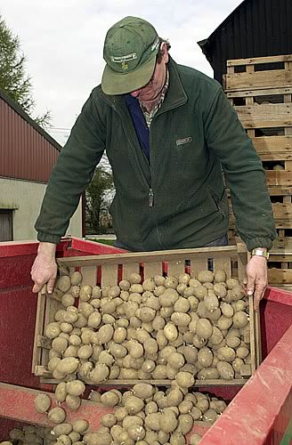 Potatoes